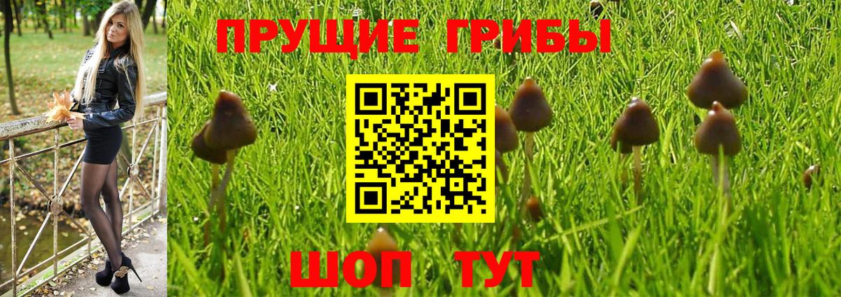Галлюциногенные грибы Psilocybine cubensis Коркино